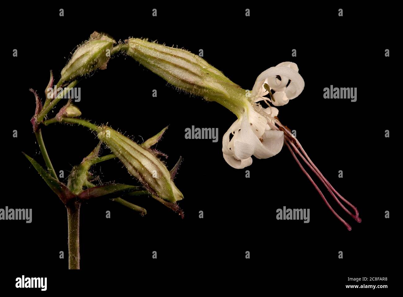 Nottingham Catchfly (Silene nutans). Flower Closeup Stock Photo