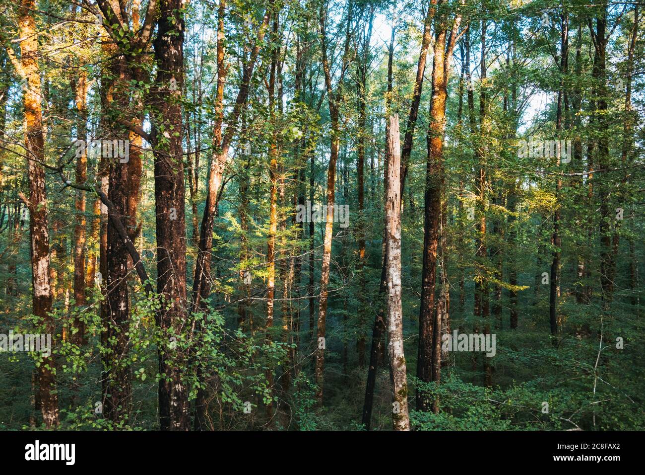 Morning light pierces a dense beech forest on the West Coast of the