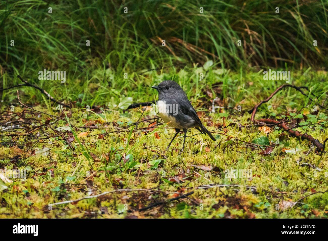 A South Island Robin in a grass clearing on the West Coast of New Zealand. The bird is endemic to New Zealand Stock Photo