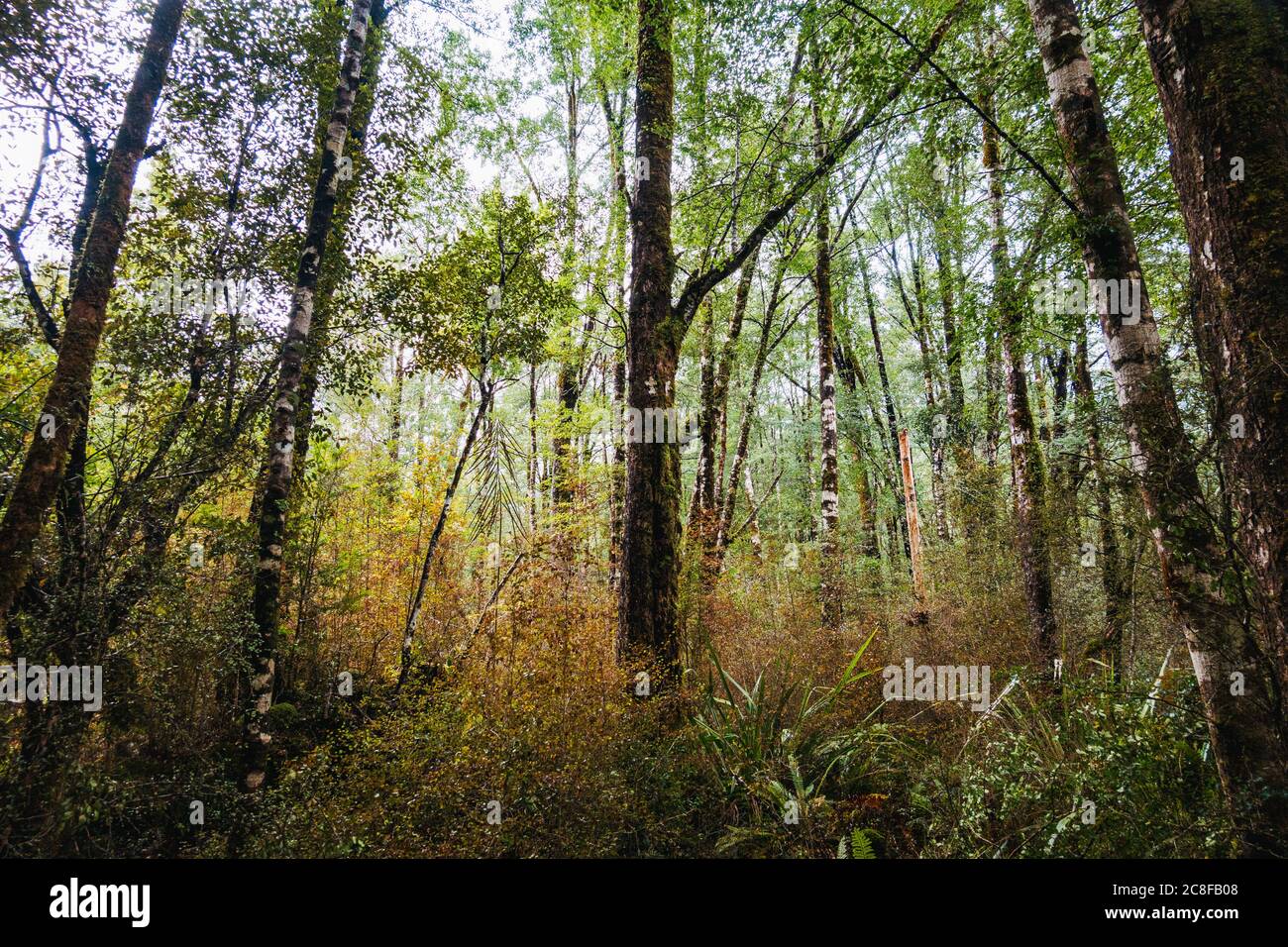 Dense beech forest on the West Coast of the South Island, New Zealand Stock Photo