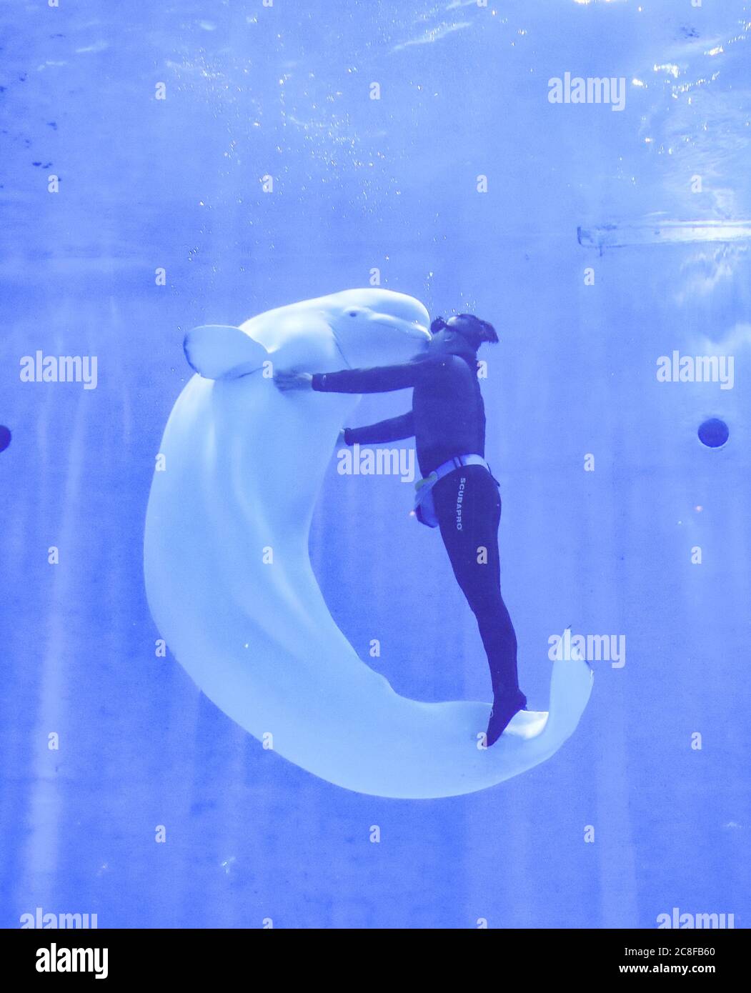 Huaian Huaian China 23rd July A Beluga Whale Paddles In The Dragon Palace In Huaian Jiangsu Province On July 23 On A Hot Summer Day Go To The Ocean Pavilion Huaian Huaian China 23rd July A Beluga Whale Paddles In The Dragon Palace In Huaian Jiangsu Province On July 23 On A Hot Summer Day Go To The Ocean Pavilion