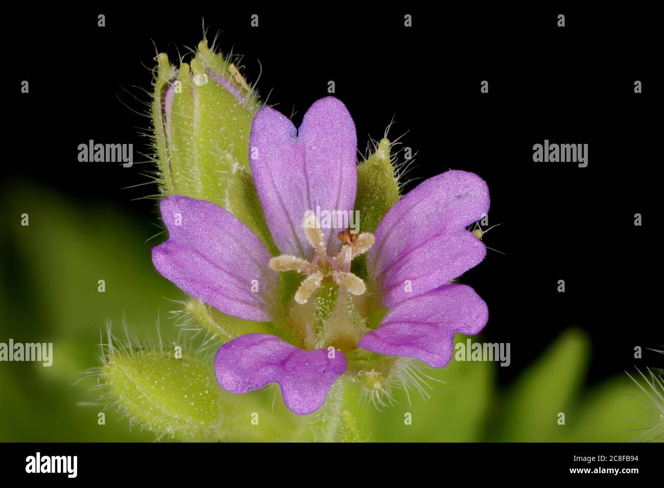 Small-Flowered Crane's-Bill (Geranium pusillum). Flower Closeup Stock Photo