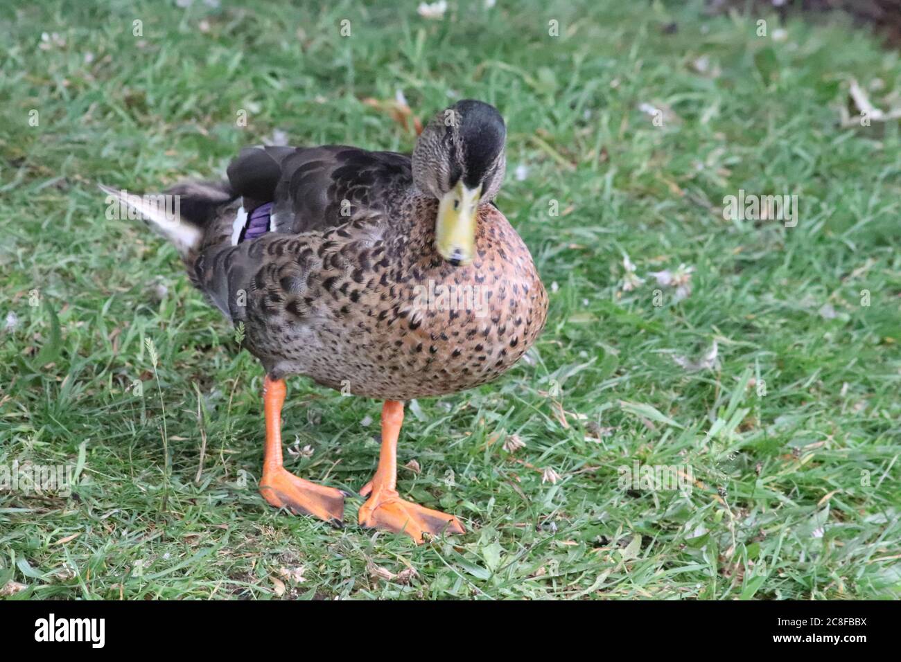 Ducks on land Stock Photo Alamy