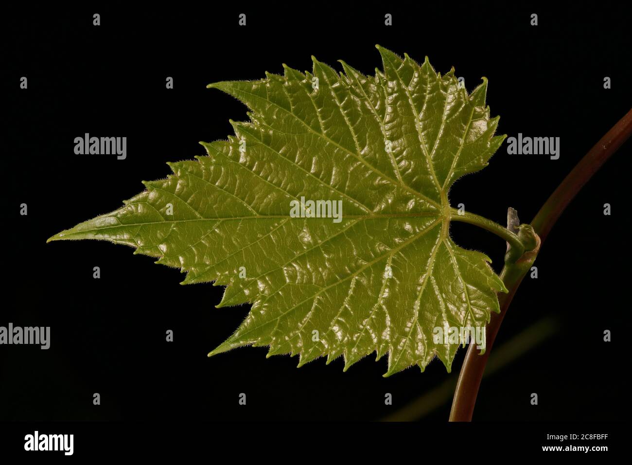 Riverbank Grape (Vitis riparia). Leaf Closeup Stock Photo