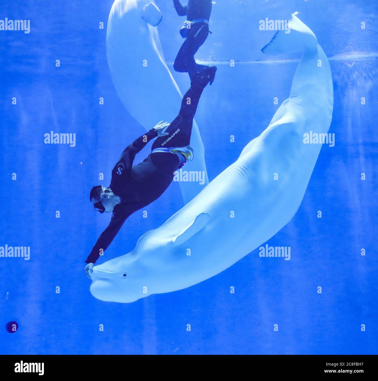 Huaian Huaian China 23rd July A Beluga Whale Paddles In The Dragon Palace In Huaian Jiangsu Province On July 23 On A Hot Summer Day Go To The Ocean Pavilion Huaian Huaian China 23rd July A Beluga Whale Paddles In The Dragon Palace In Huaian Jiangsu Province On July 23 On A Hot Summer Day Go To The Ocean Pavilion