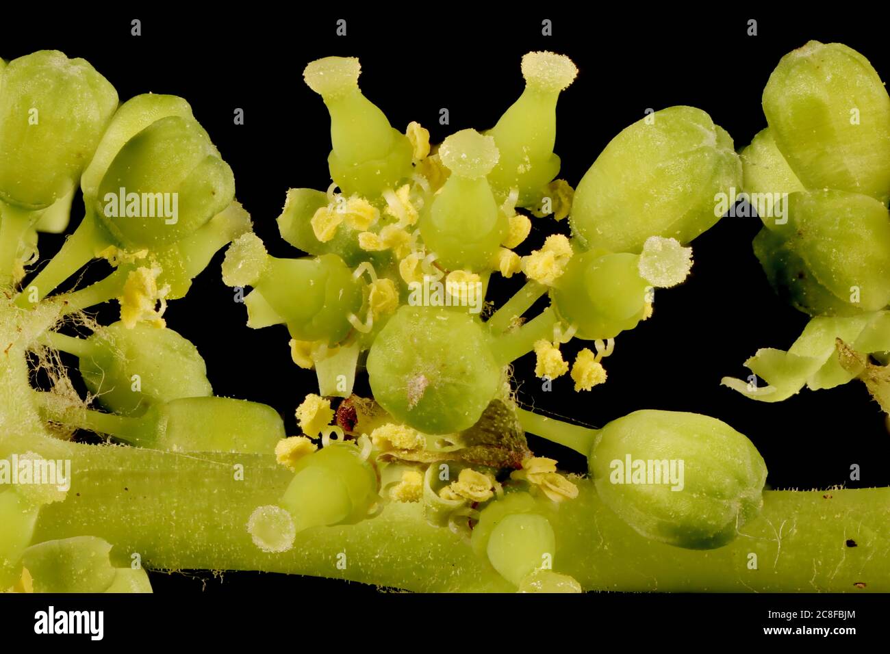 Riverbank Grape (Vitis riparia). Inflorescence Detail Closeup Stock Photo