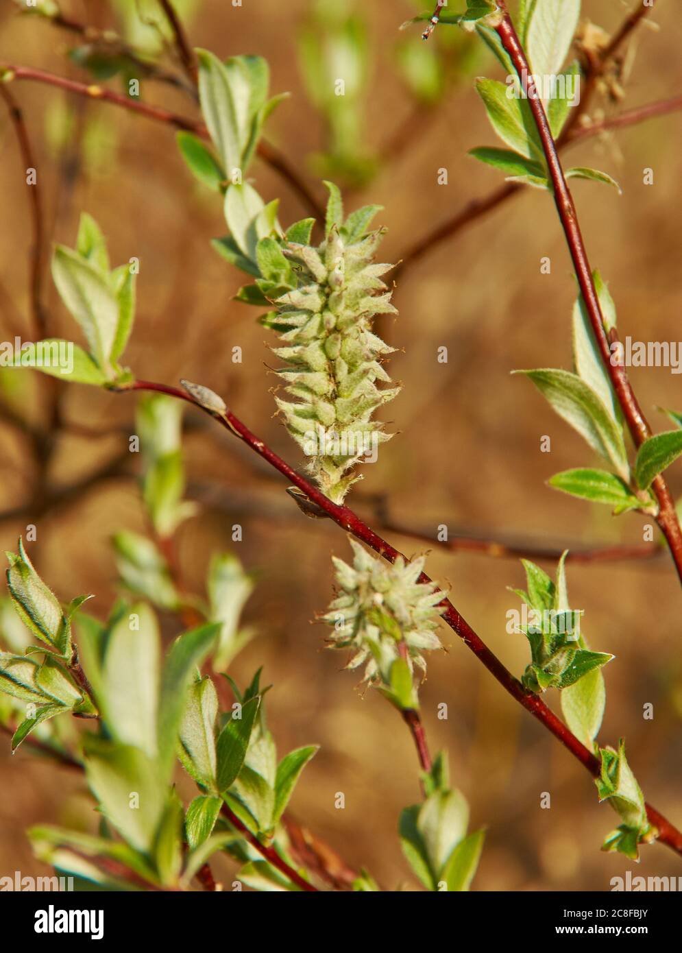 Salix lapponum, downy willow, having a wide distribution in Northern Europe Stock Photo