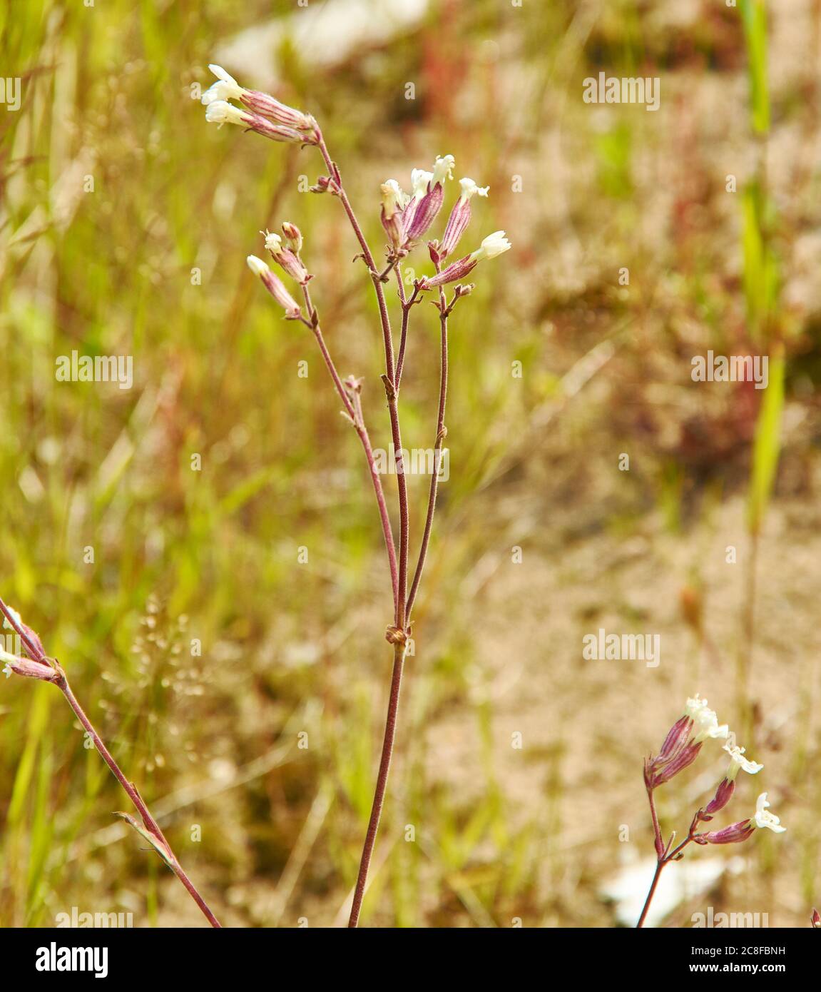 Silene vulgaris, bladder campion,  plant species of the genus Silene of the family Caryophyllaceae. It is native to Europe Stock Photo