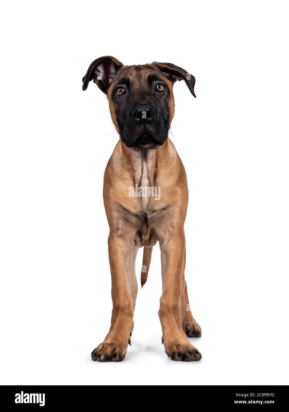 Boerboel Puppy On White Background High Resolution Stock Photography And Images Alamy