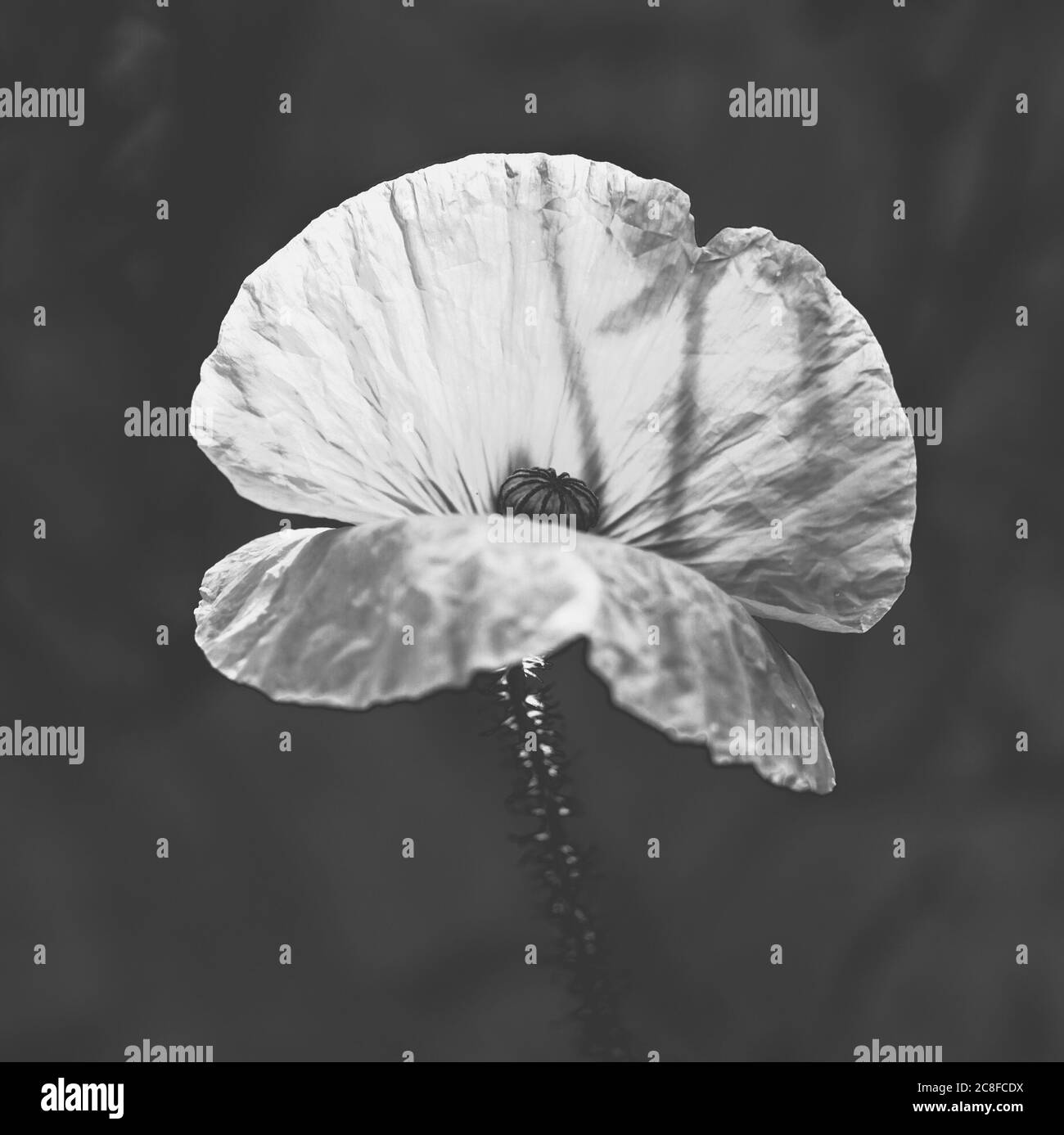 Opium poppy Black and White Stock Photos & Images - Alamy