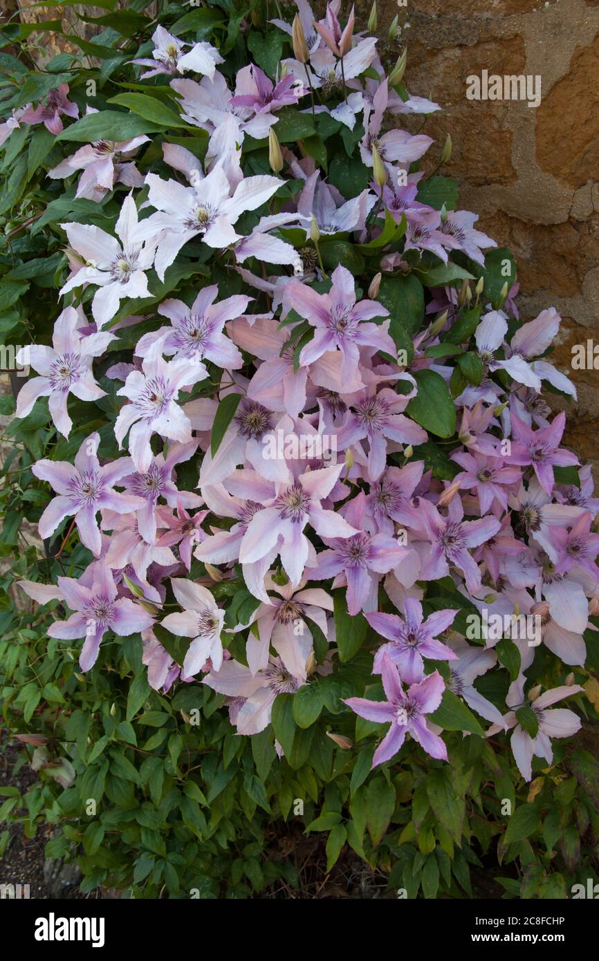 Italian Leather Flowers with a lilac coloring Stock Photo