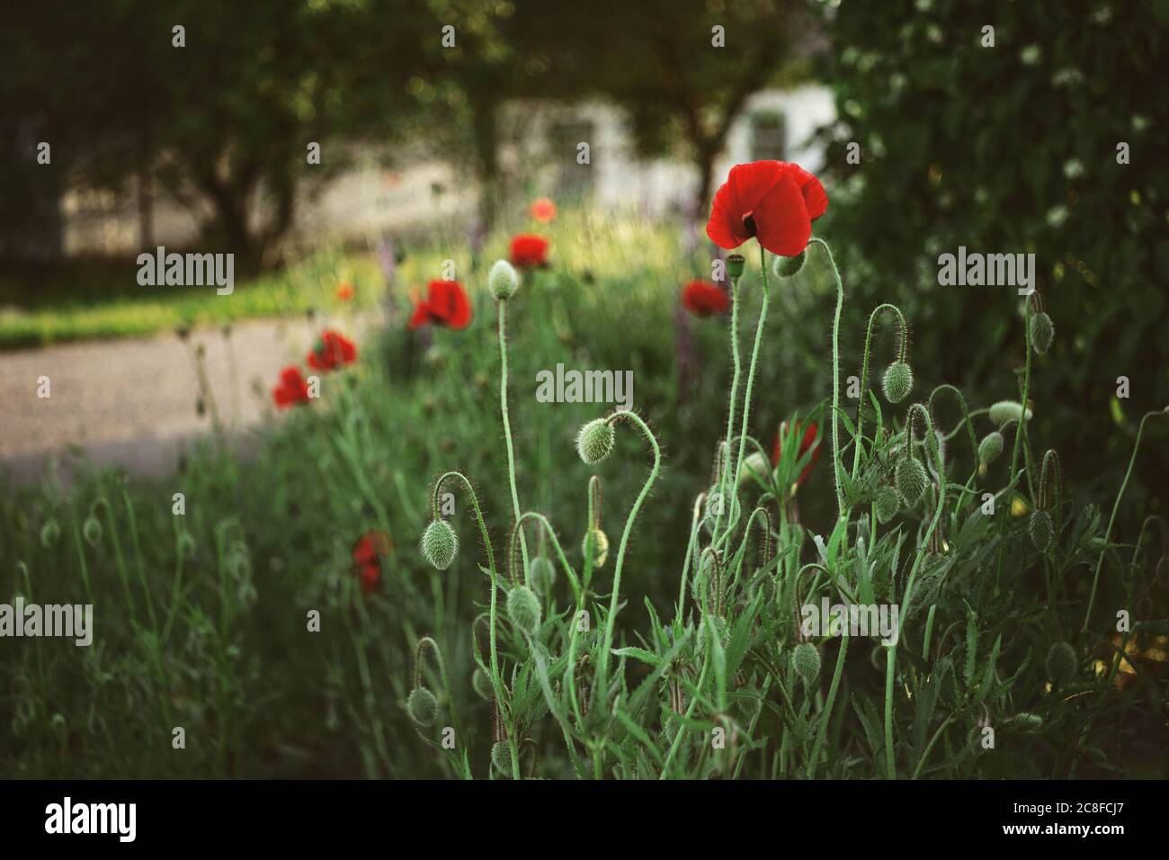Red poppy flowers growing in summer rural garden Stock Photo - Alamy