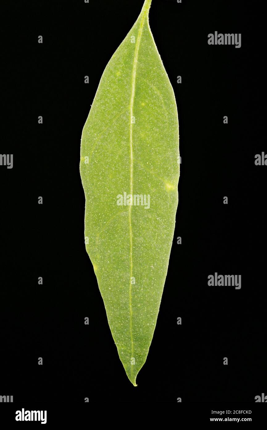 Common Orache (Atriplex patula). Leaf Closeup Stock Photo