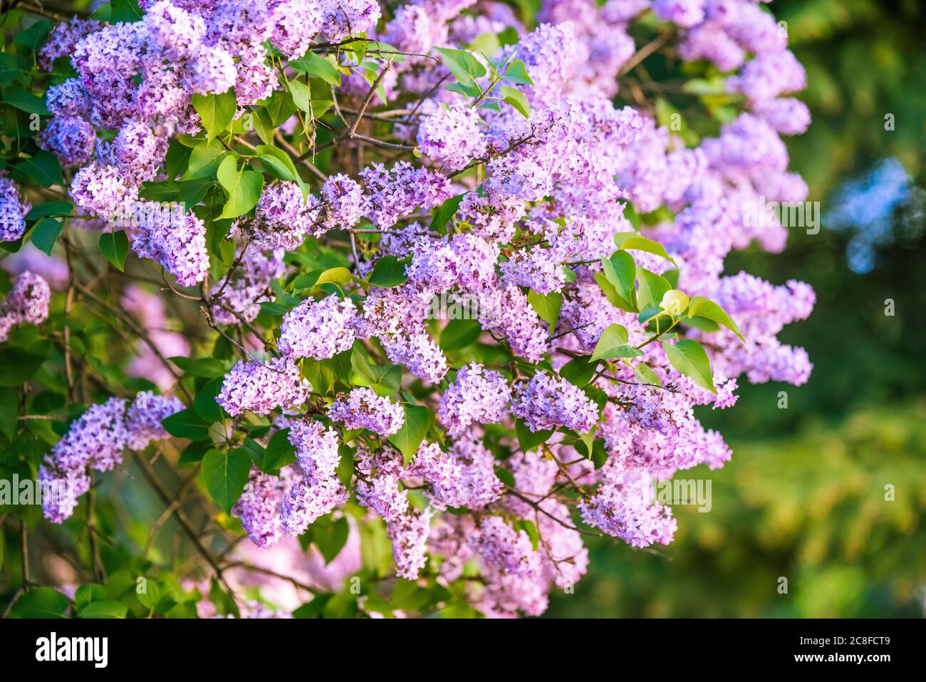 Branch of purple lilac flowers with the leaves Stock Photo - Alamy