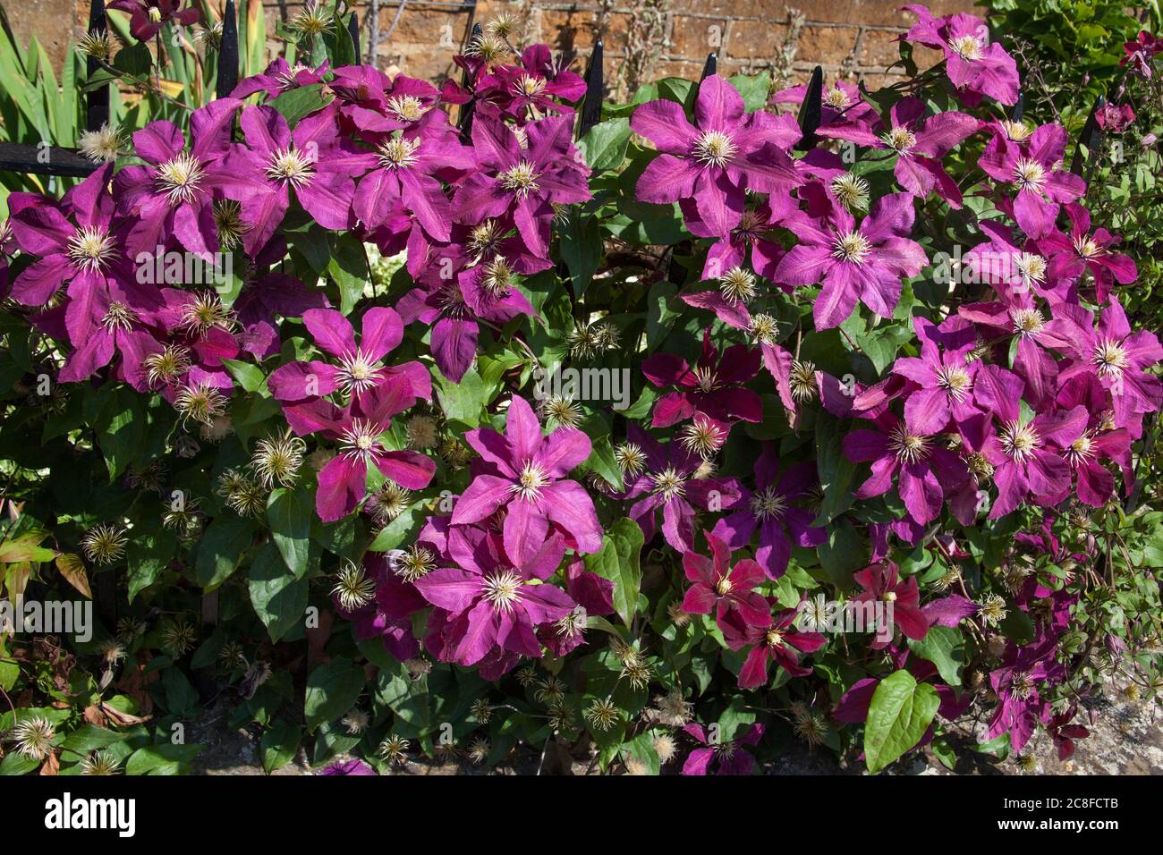 Pink Italian Leather flowers in full bloom in the UK Stock Photo