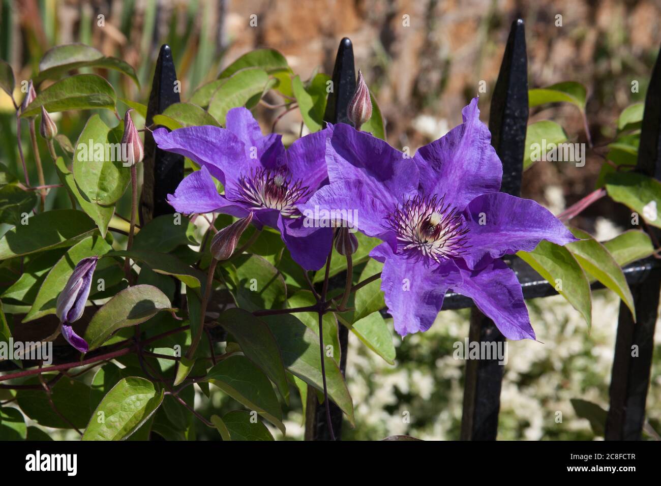Purple Italian Leather flowers growing through an iron fence in the UK Stock Photo