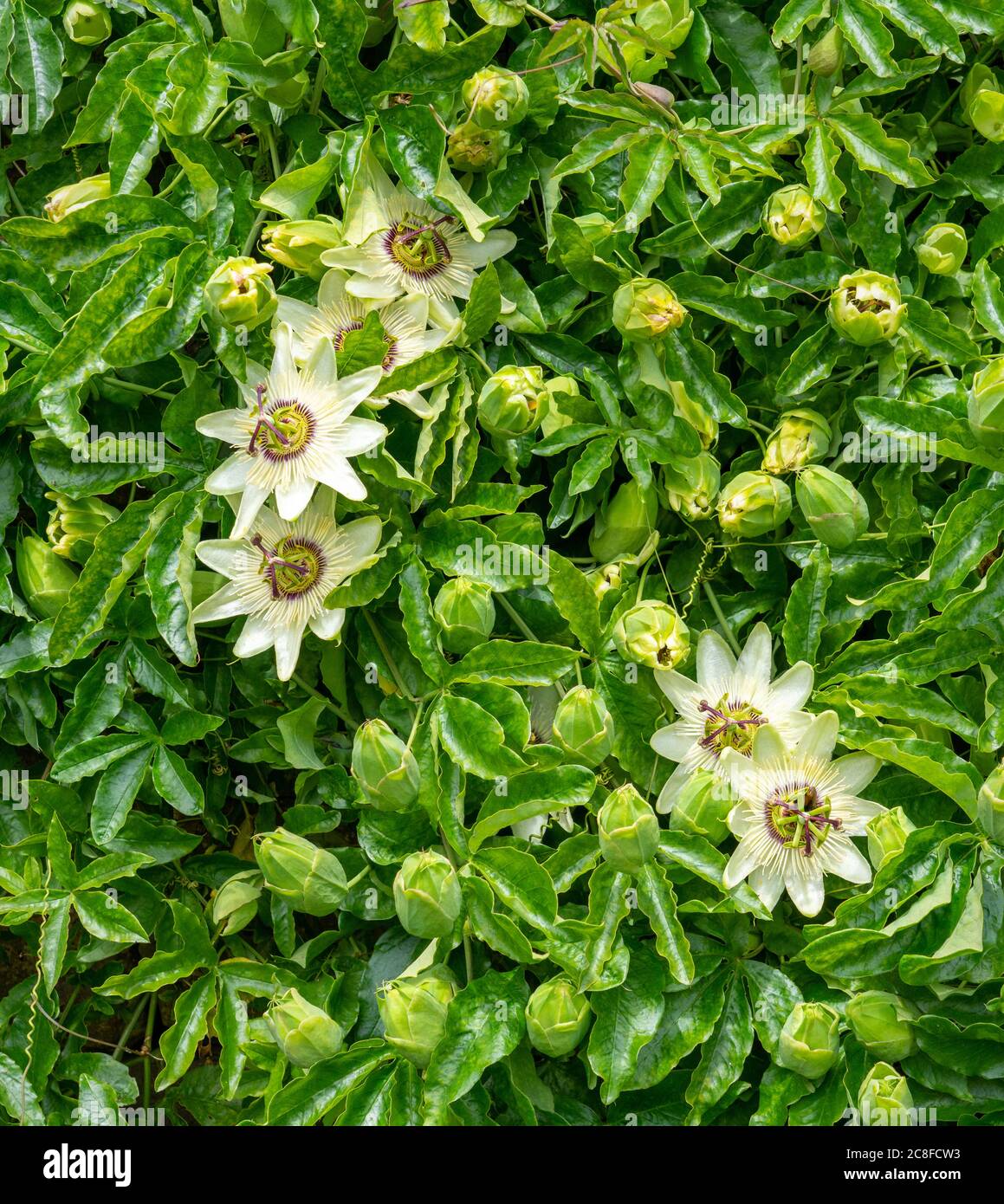 White passion flower Passiflora growing on a wall in an English garden Stock Photo