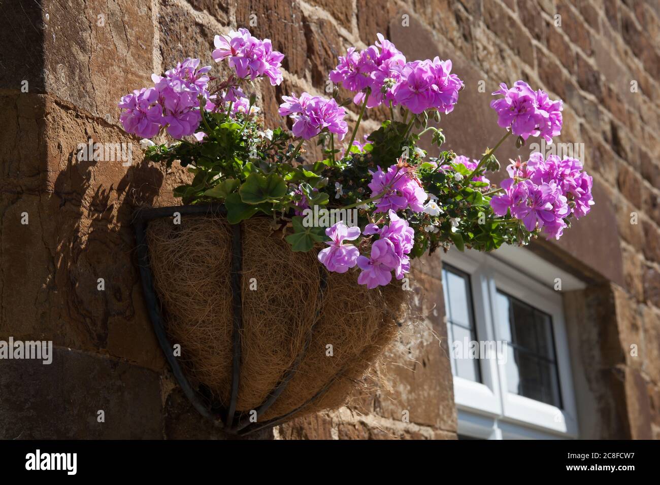 Pink Ivy Geranium plants in a hanging basket in the UK Stock Photo