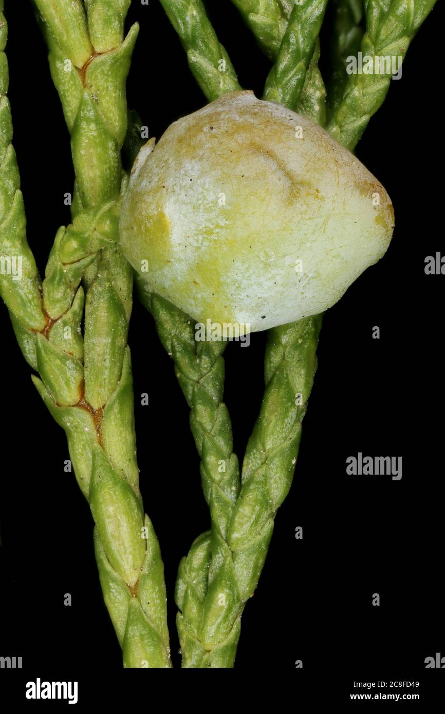Chinese Juniper (Juniperus chinensis). Young Female Cone Closeup Stock Photo