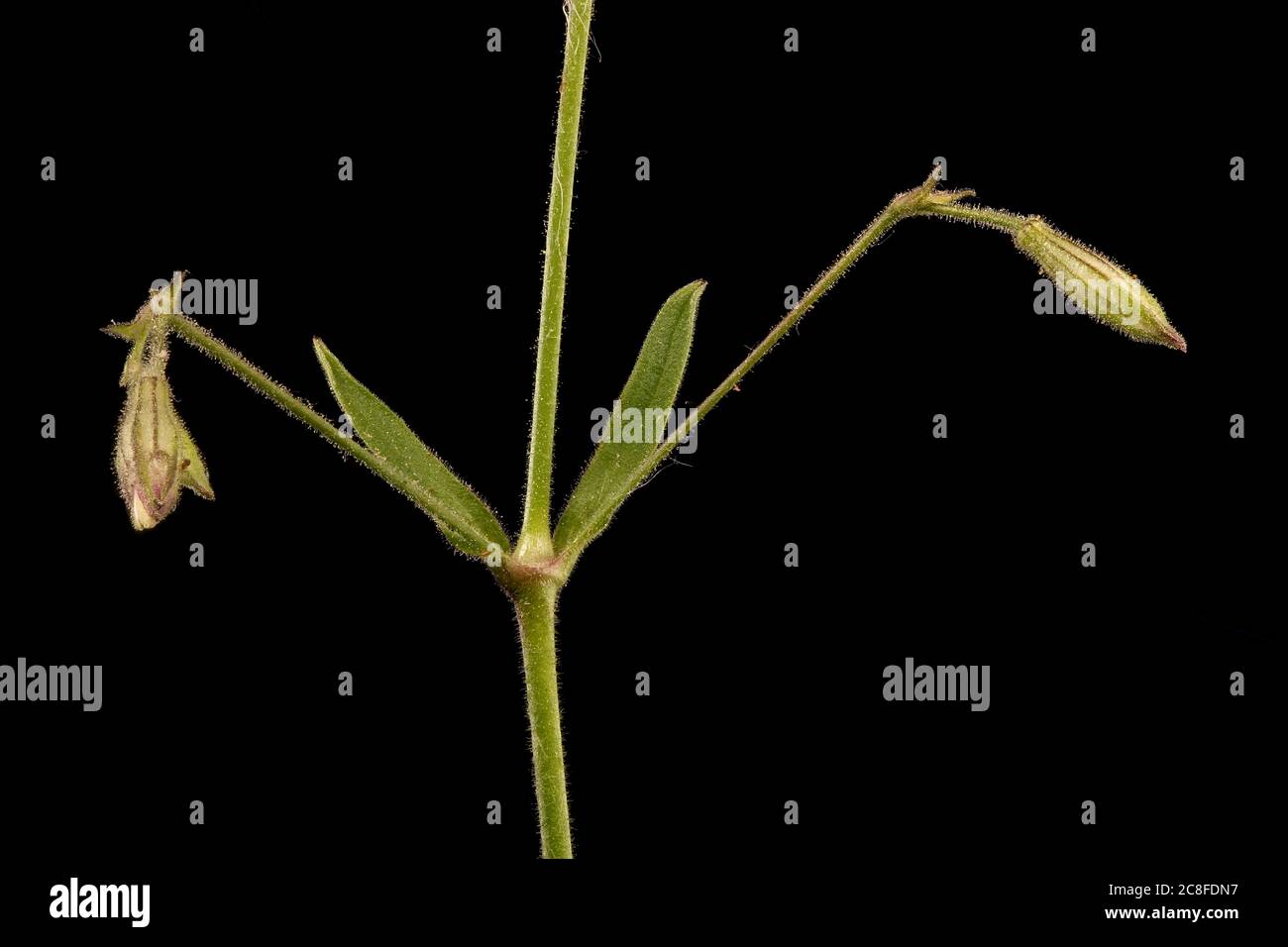 Nottingham Catchfly (Silene nutans). Young Inflorescence Detail Closeup Stock Photo