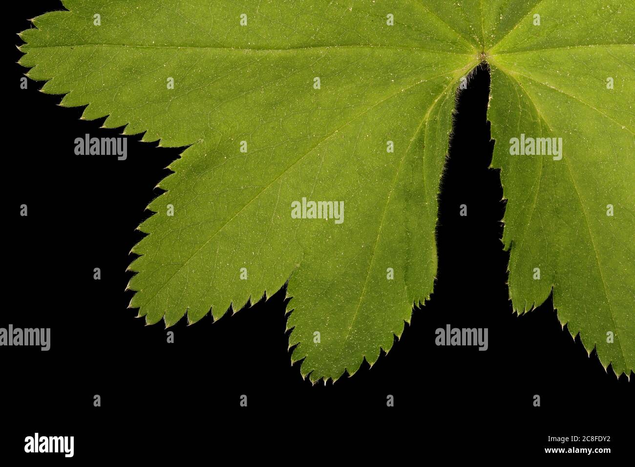 Common Lady's Mantle (Alchemilla vulgaris). Leaf Detail Closeup Stock Photo