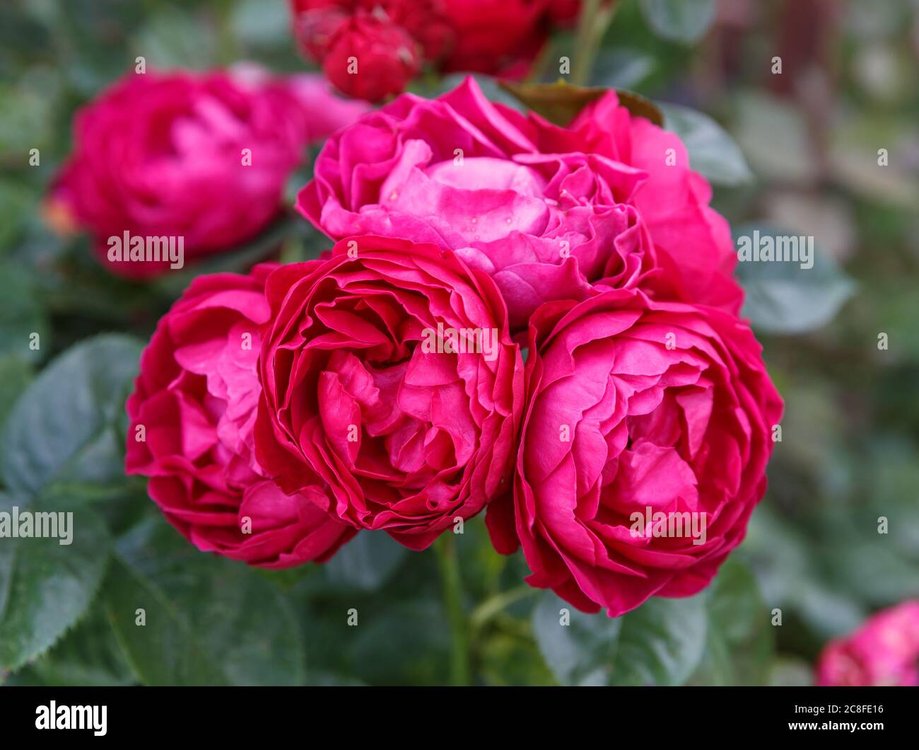 Blooming rose in the garden on a sunny day. Rose Ascot Stock Photo - Alamy