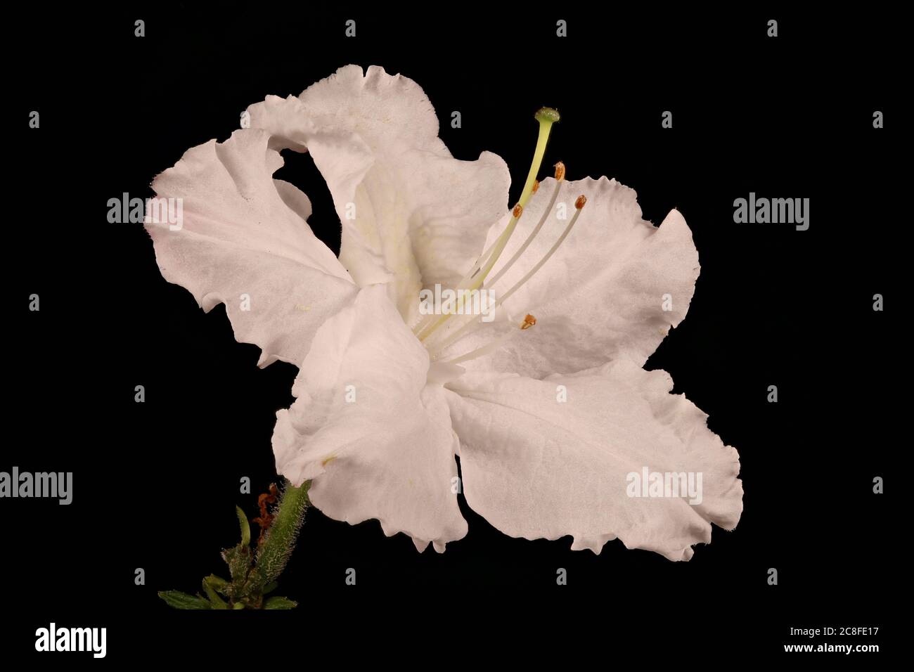 Hybrid Rhododendron (Rhododendron x hybridum, cv. 'Oxydon'). Flower Closeup Stock Photo