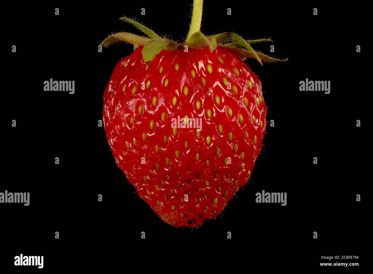 Garden Strawberry (Fragaria ananassa). Fruit Closeup Stock Photo