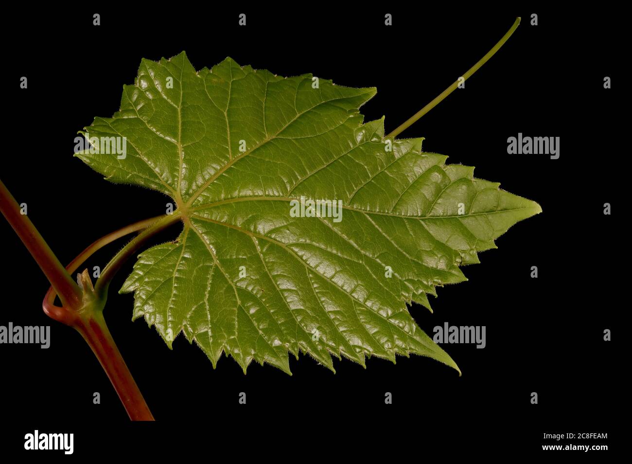Riverbank Grape (Vitis riparia). Leaf Closeup Stock Photo