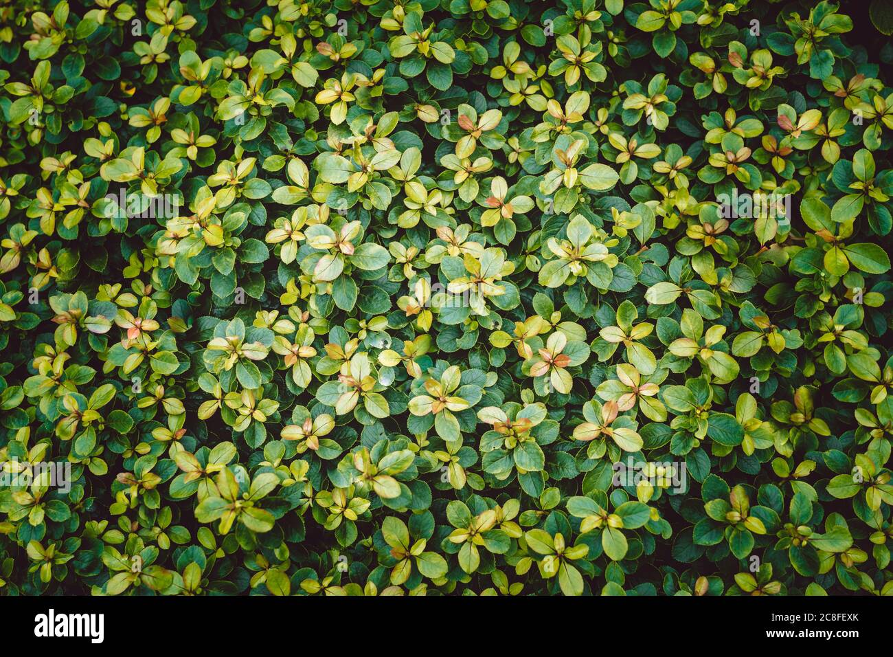 Green leaves pattern layout design. Ecology natural creative concept ...