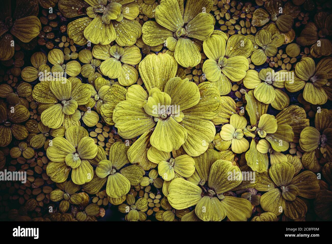 Green leaves pattern layout design. Ecology natural creative concept ...
