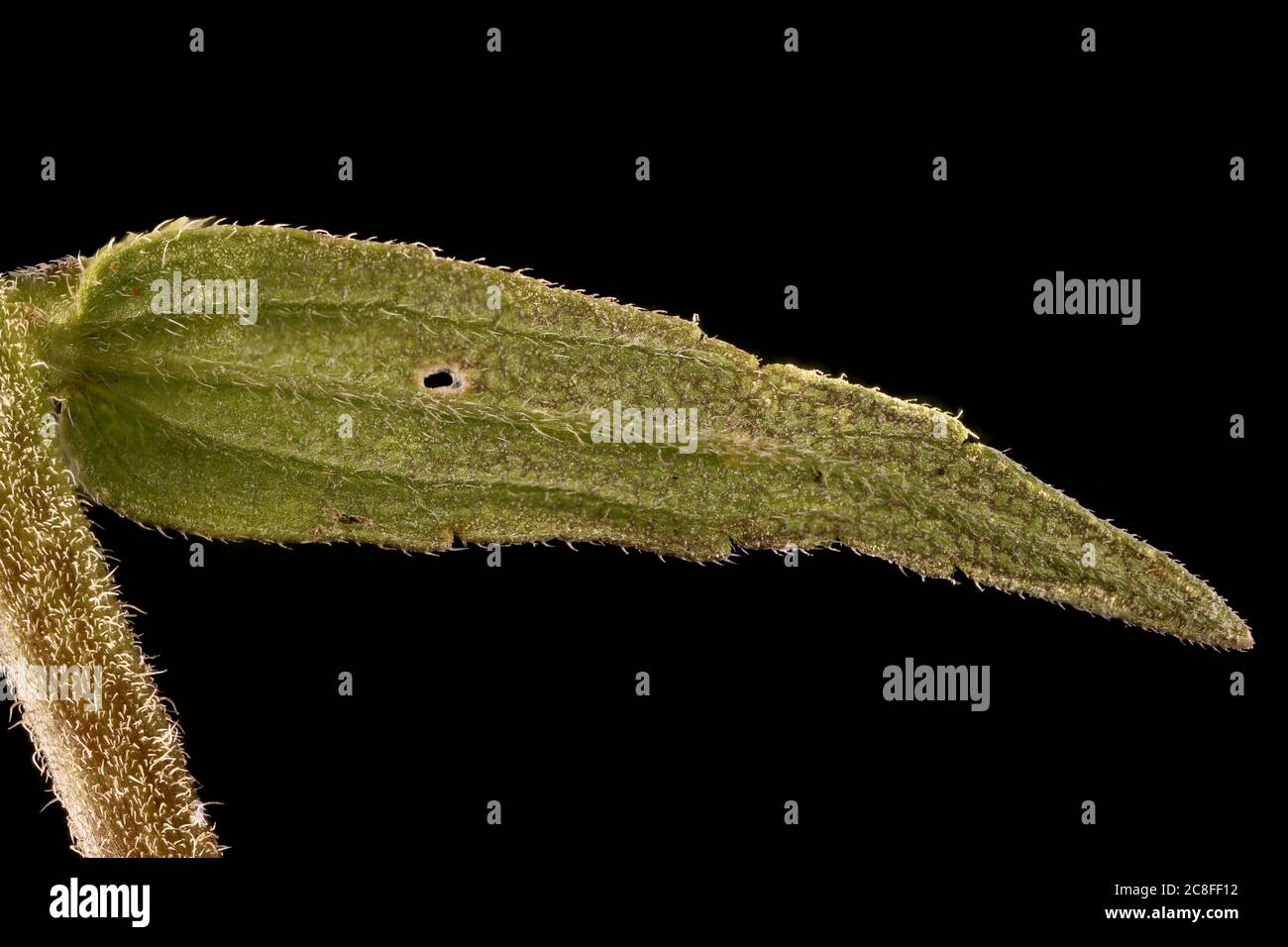 Red Bartsia (Odontites vulgaris). Leaf Closeup Stock Photo