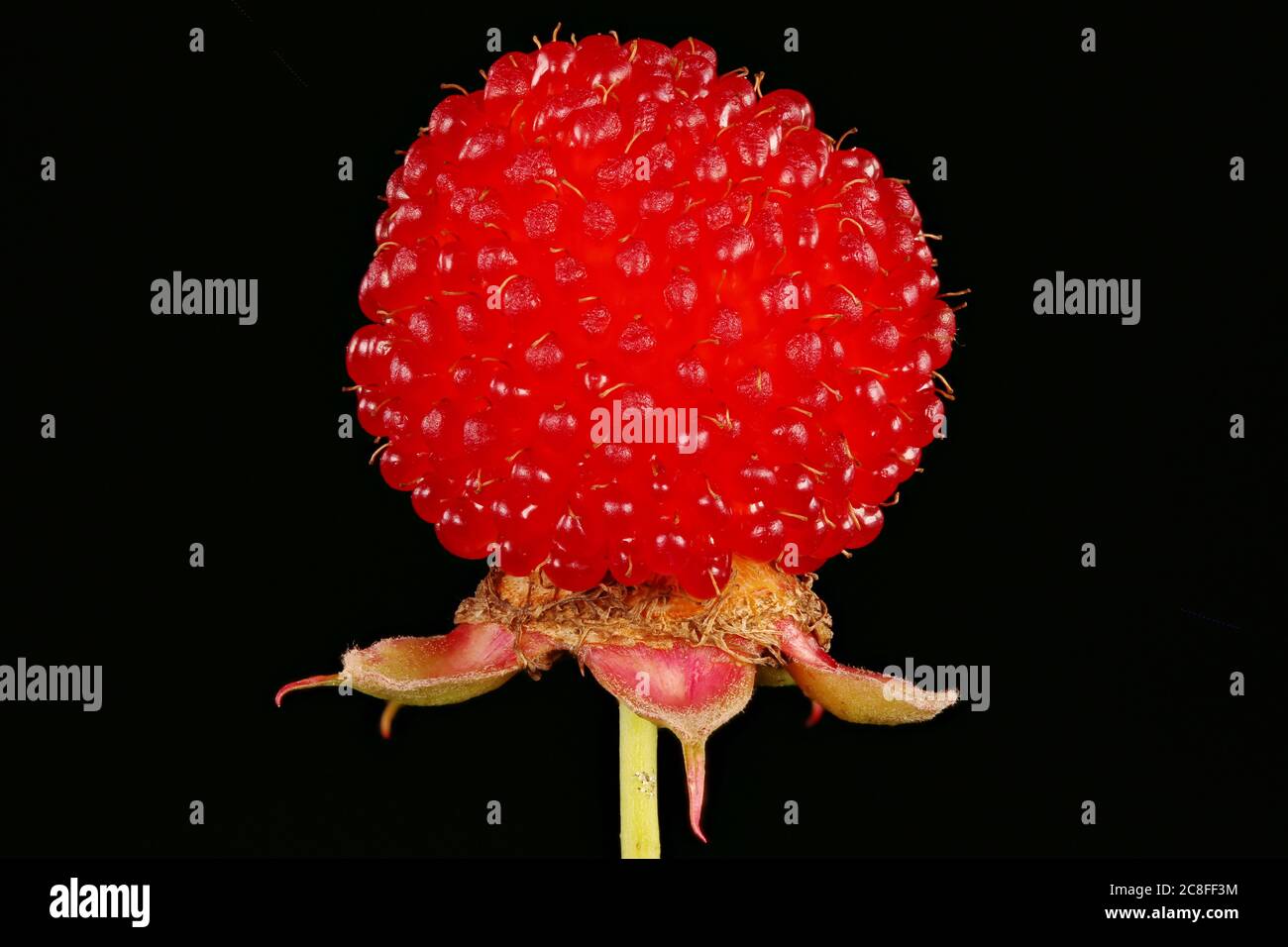 Strawberry Raspberry (Rubus illecebrosus). Fruit Closeup Stock Photo