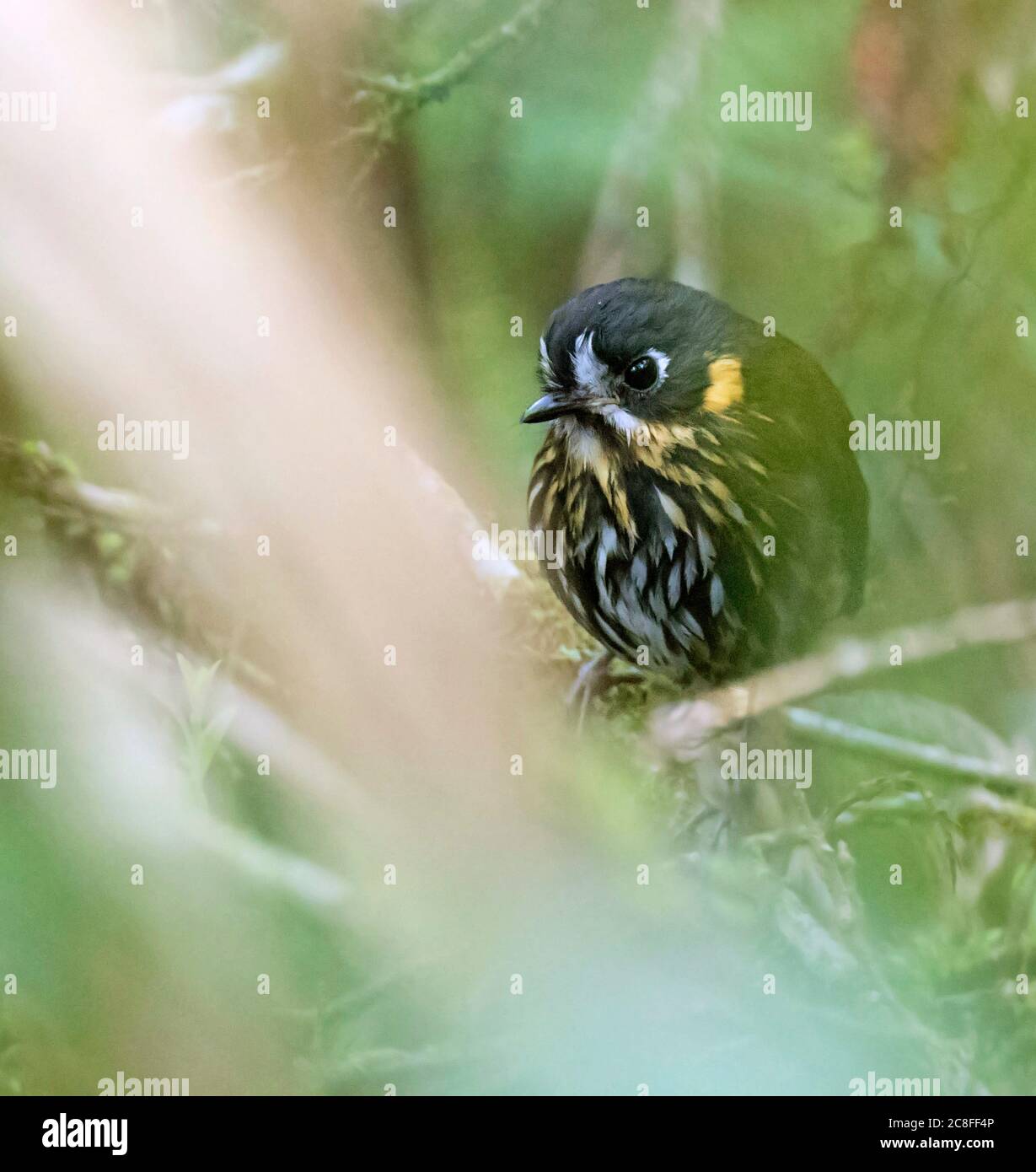 crescent-faced antpitta (Grallaricula lineifrons), perched in understory of Ecuadorian mountain rain forest, Ecuador Stock Photo