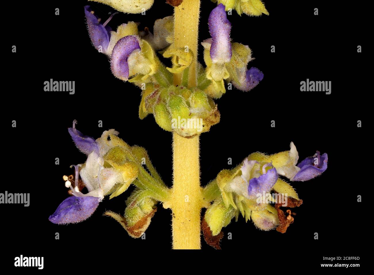 Painted Nettle (Plectranthus scutellarioides). Inflorescence Detail Closeup Stock Photo