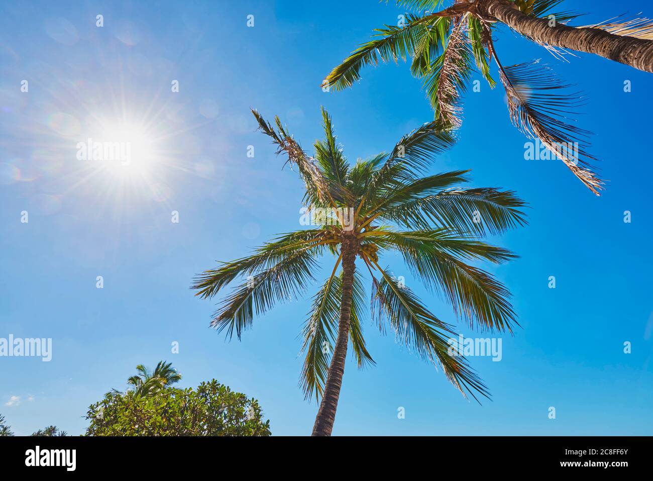 Palm trees at Kahe Point Beach Park, USA, Hawaii, Oahu, Kapolei Stock Photo