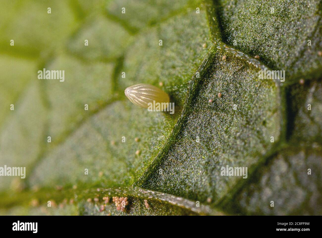 Orange-tip (Anthocharis cardamines), egg on a garlic mustard leaf, Germany, Bavaria Stock Photo