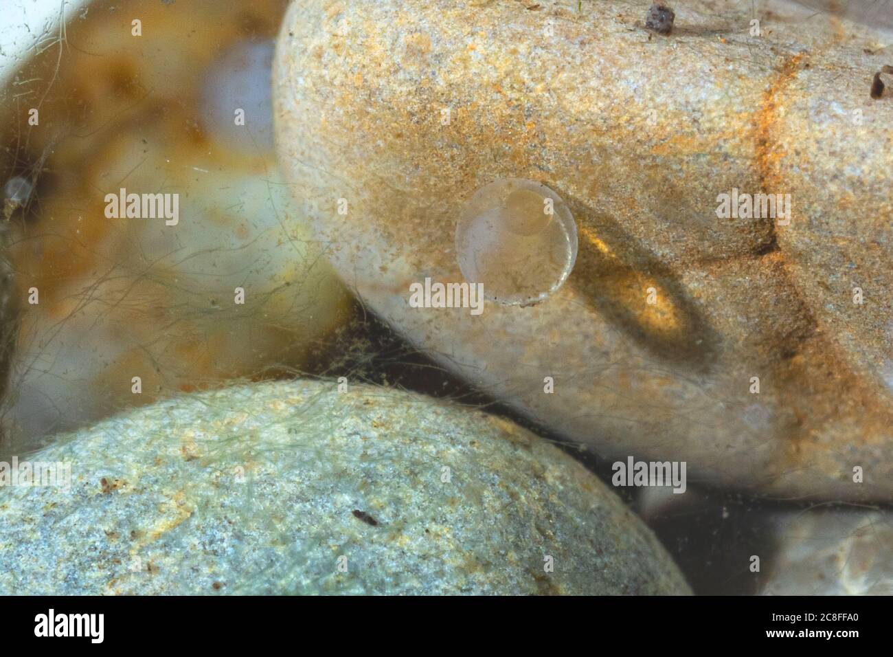 striped ruffe, schraetzer, Danube ruffe (Gymnocephalus schraetzer, Gymnocephalus schraetser), egg on pebble, Germany Stock Photo