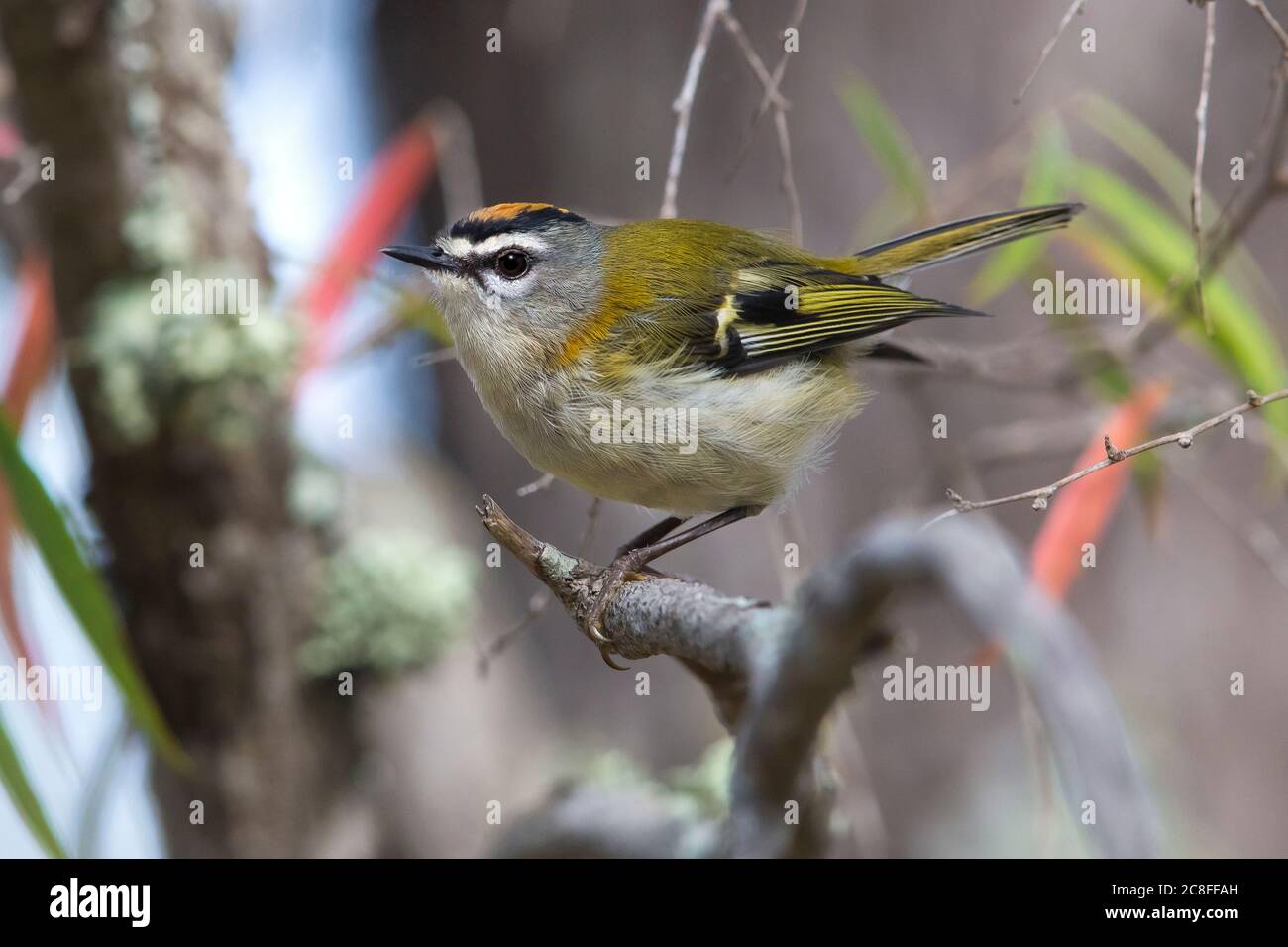 Madeira firecrest (Regulus madeirensis), perched in a bush, Madeira Stock Photo