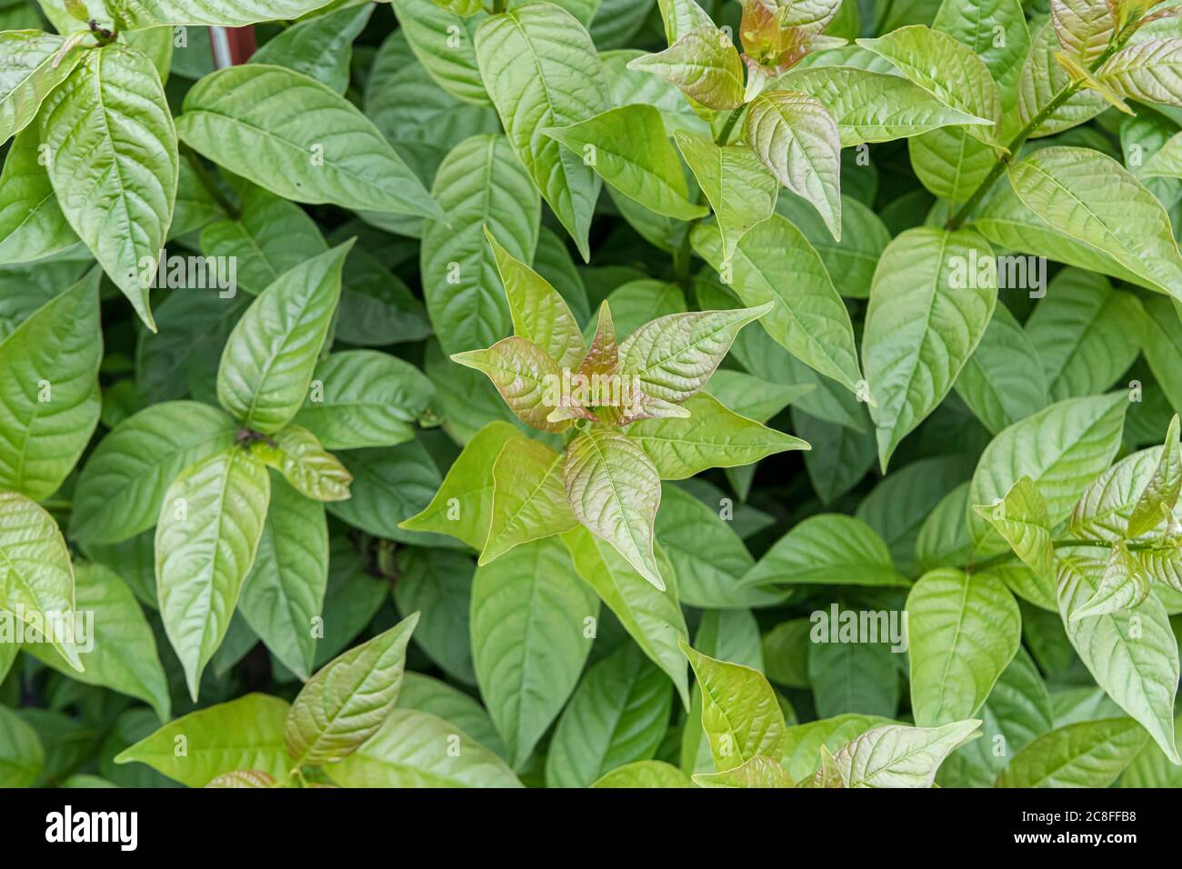 common buttonbush (Cephalanthus occidentalis 'Shugar Shack', Cephalanthus occidentalis Shugar Shack), cultivar Shugar Shack, USA, Michigan Stock Photo