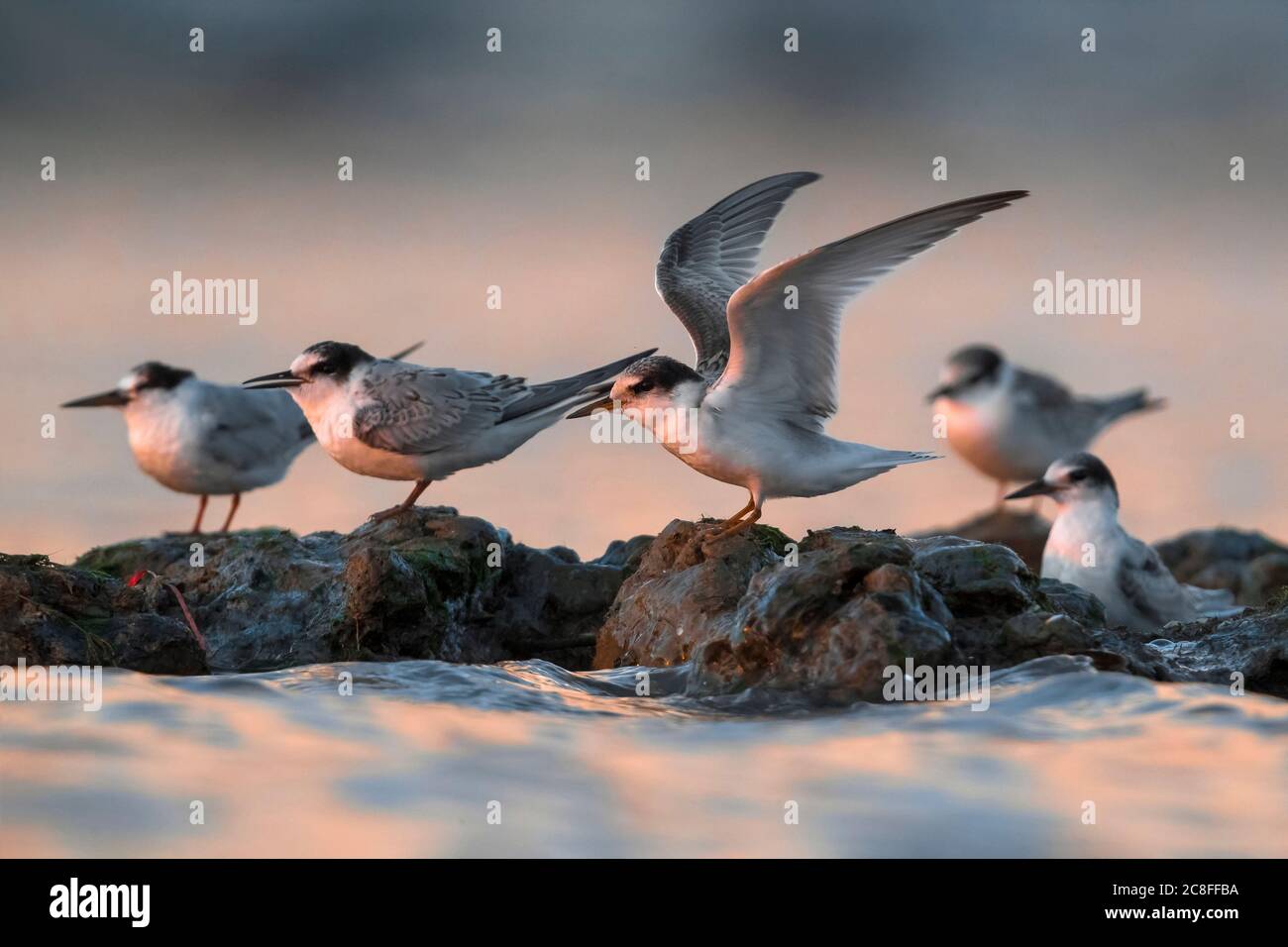 little tern (Sterna albifrons, Sternula albifrons), Immatures standing on a coastal rock in the Mediterranean sea in Italy, Italy, Leghorn Stock Photo