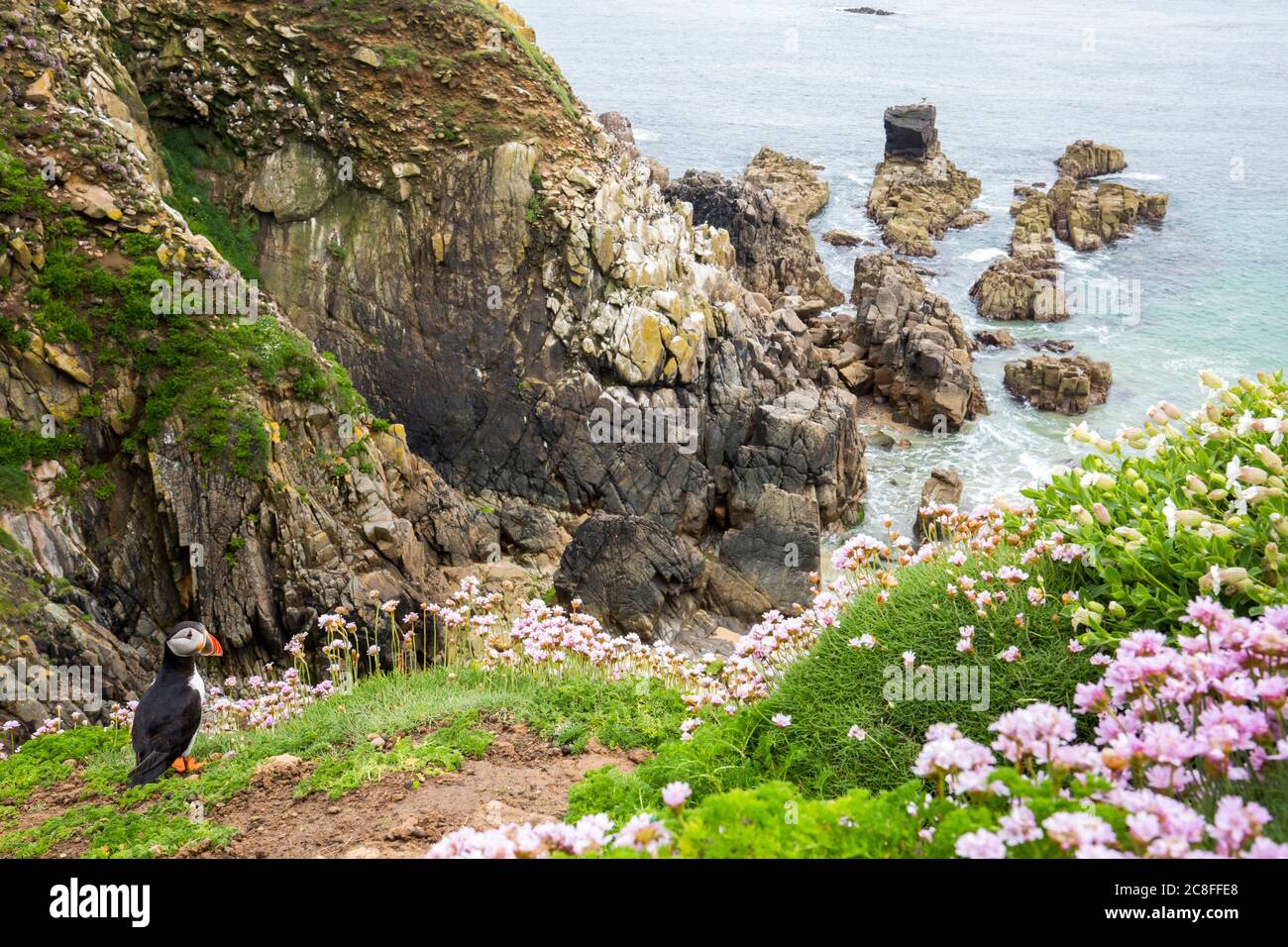 Atlantic puffin, Common puffin (Fratercula arctica), sitting on the egde of a cliff overlooking the ocean, Ireland, Saltee island Stock Photo