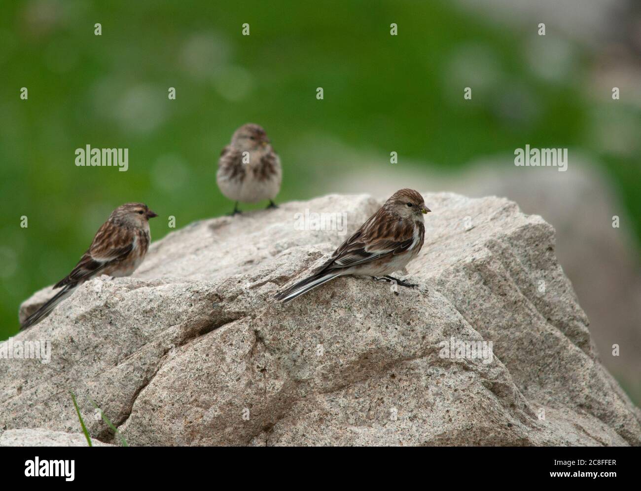 Caucasian Twite (Carduelis flavirostris brevirostris, Acanthis flavirostris brevirostris, Fringilla brevirostris), perched on a rock in mountain range, Turkey Stock Photo