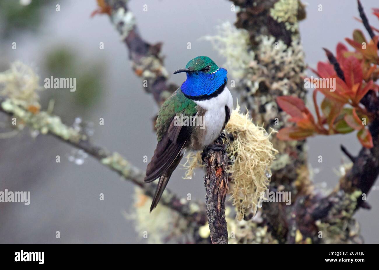 Bluethroated Hillstar (Oreotrochilus cyanolaemus), Adult in