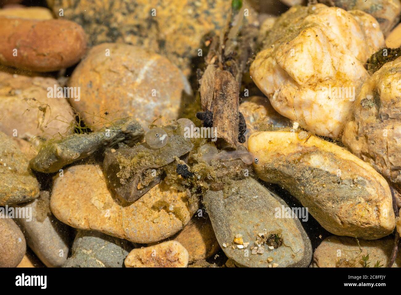 nase (Chondrostoma nasus), egg in eyepoint stadium and yolc sac larva between pebbles, Germany Stock Photo