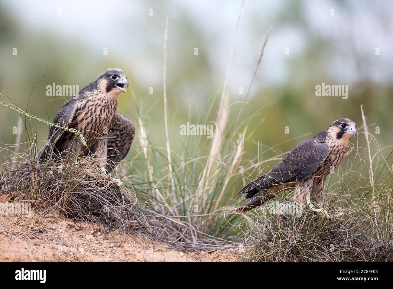 Mediterranean peregrine falcon (Falco peregrinus brookei, Falco brookei), two juveniles perching together on the ground, Spain Stock Photo