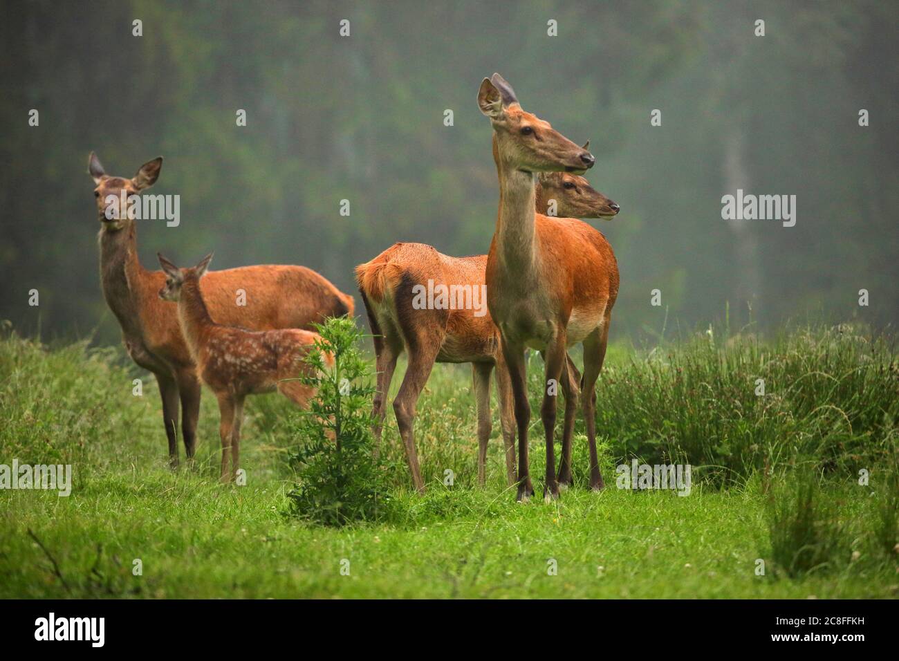 red deer (Cervus elaphus), does in a clearing in summer, Germany, Baden-Wuerttemberg Stock Photo