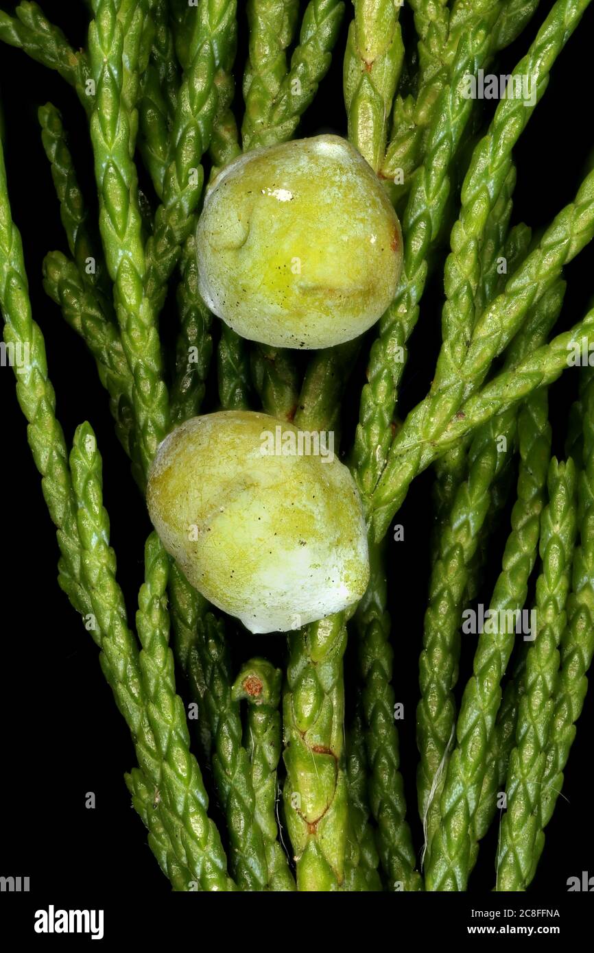 Chinese Juniper (Juniperus chinensis). Young Female Cones Closeup Stock Photo