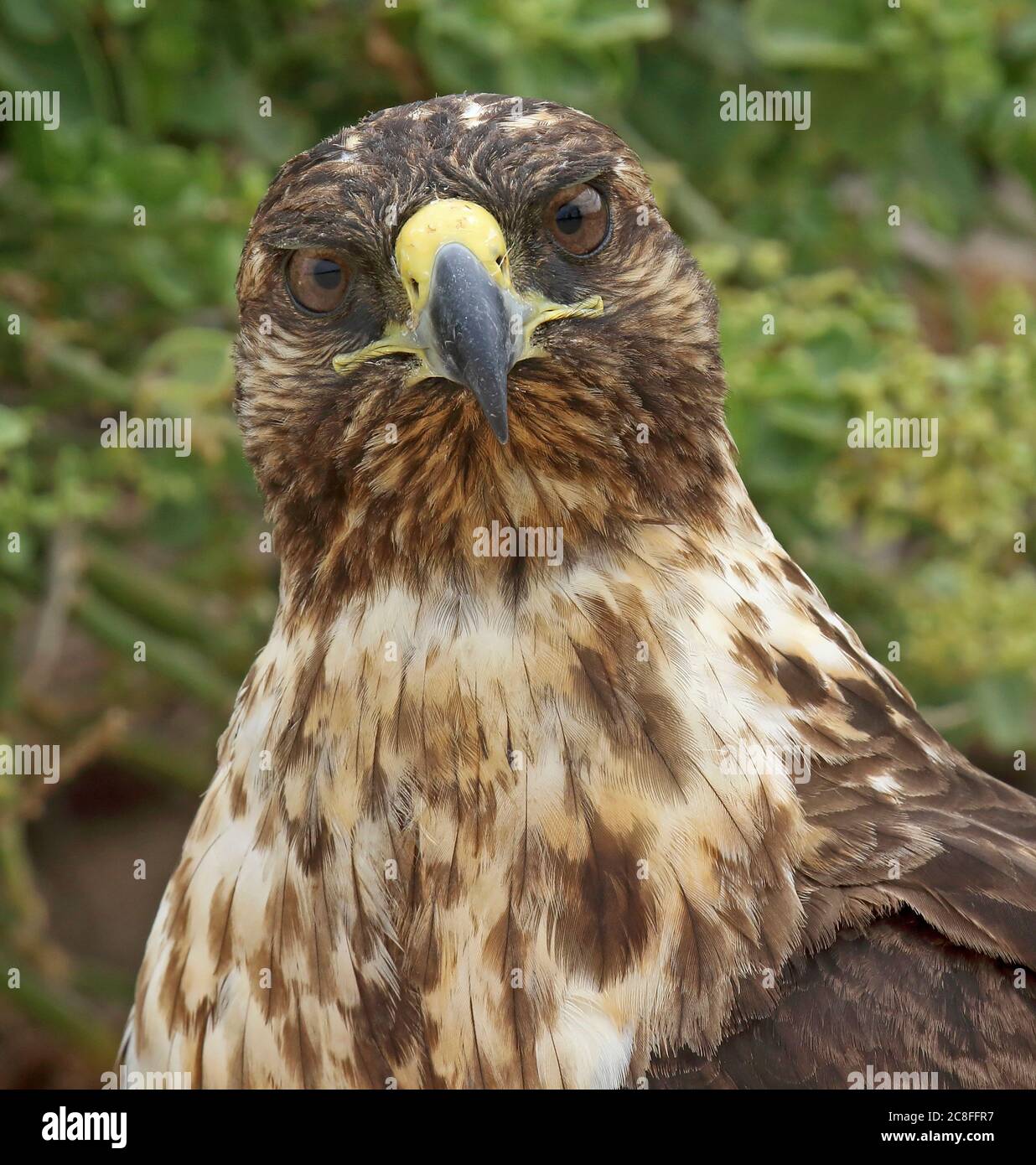 Galapagos hawk (Buteo galapagoensis), Staring in the camera, Ecuador, Galapagos Islands Stock Photo