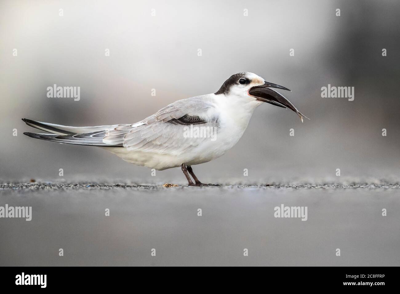 Common tern (Sterna hirundo), First-winter Standing on the ground, swallowing a big fish, Azores Stock Photo